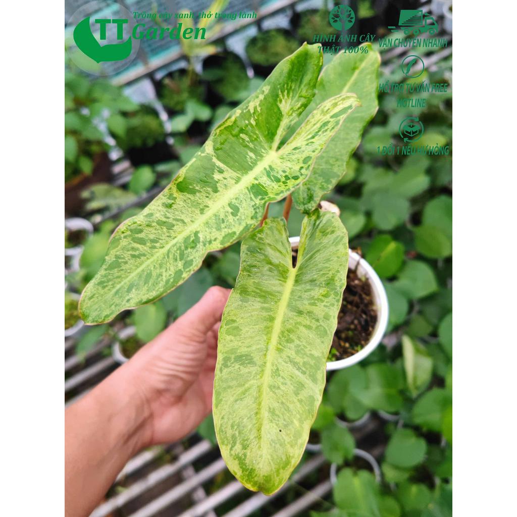 Philodendron Paraiso Verde, , trồng trong nhà, trồng ngoài trời, trồng sân vườn, decor trang trí