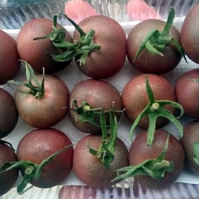 Combo 5 gói cà chua các loại - tặng kèm gói thuốc kích thích hạt nảy mầm