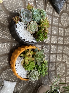 [FREE SHIP] SEN ĐÁ ĐỂ BÀN ĐẸP