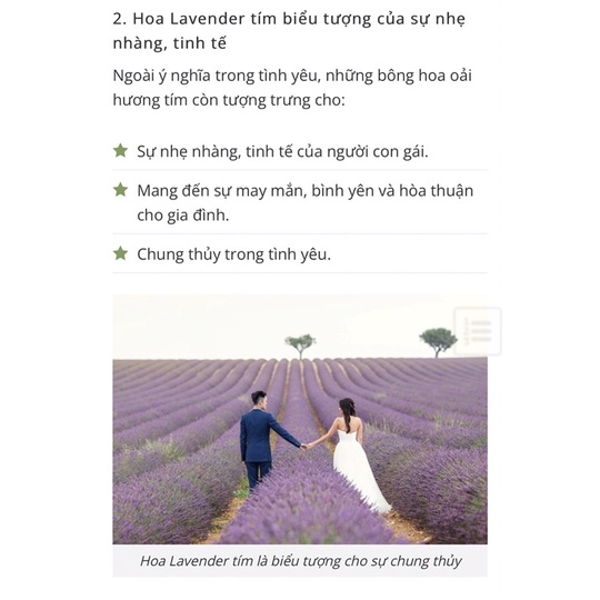 Hoa khô Lavender Pháp Sale