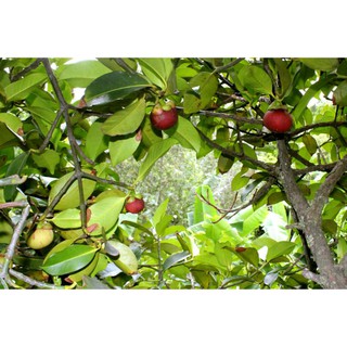 Cây giống mang cụt đầu dòng
