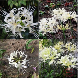 Củ giống hoa bỉ ngạn hoa màu trắng ( 1 củ + viên nén xơ dừa ươm củ )