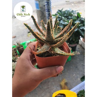 Cây Aloe Đỏ Cây nha đam cảnh