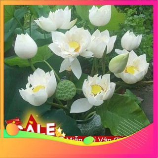 Hạt Giống Hoa Sen Trắng - [ Tặng bộ dụng cụ làm vườn Mini 3 món ] VIETGAR