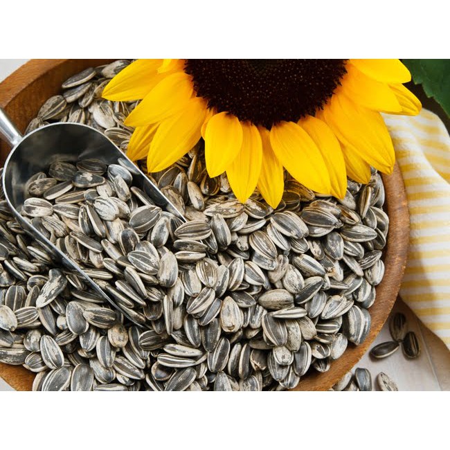 100g Hướng Dương Hạt To Giàu Dinh Dưỡng Cho Hamster-Rat-Đuôi Mập