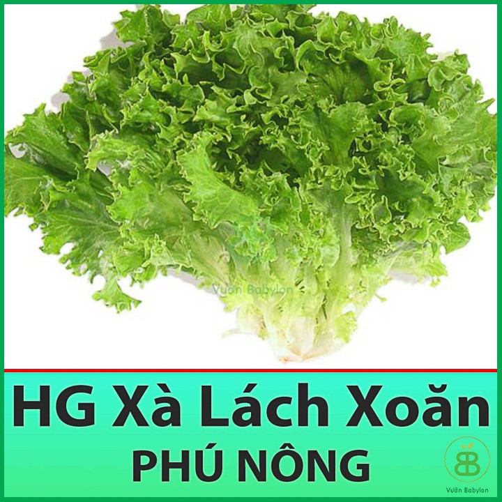 Hạt Giống Rau Xà Lách Xoăn 5Gr - Hạt Giống Xà Lách Xoăn Xanh Chịu Nhiệt, Dễ Trồng