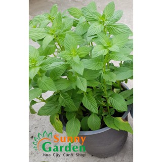 Cây Rau Húng, Cao 20-30cm - Chậu Rau Dược Liệu