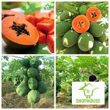Shophouse 10 Hạt đu đủ lùn ruột đỏ sai quả đóng gói có ống bảo vệ  SHOP HOUSE  TẾT KHUYẾN MẠI