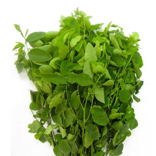 HẠT GIỐNG RAU BỒ NGÓT
