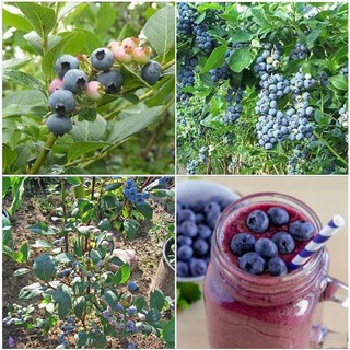  Hạt Giống Việt Quất Xanh 30 hạt ( tặng kèm 3 viên nén kích thích ươm hạt )