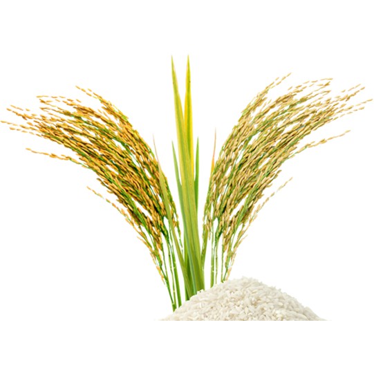 (1 lốc 12 cục) Xà bông cám gạo Thái Lan làm mịn sáng màu da. | BigBuy360 - bigbuy360.vn