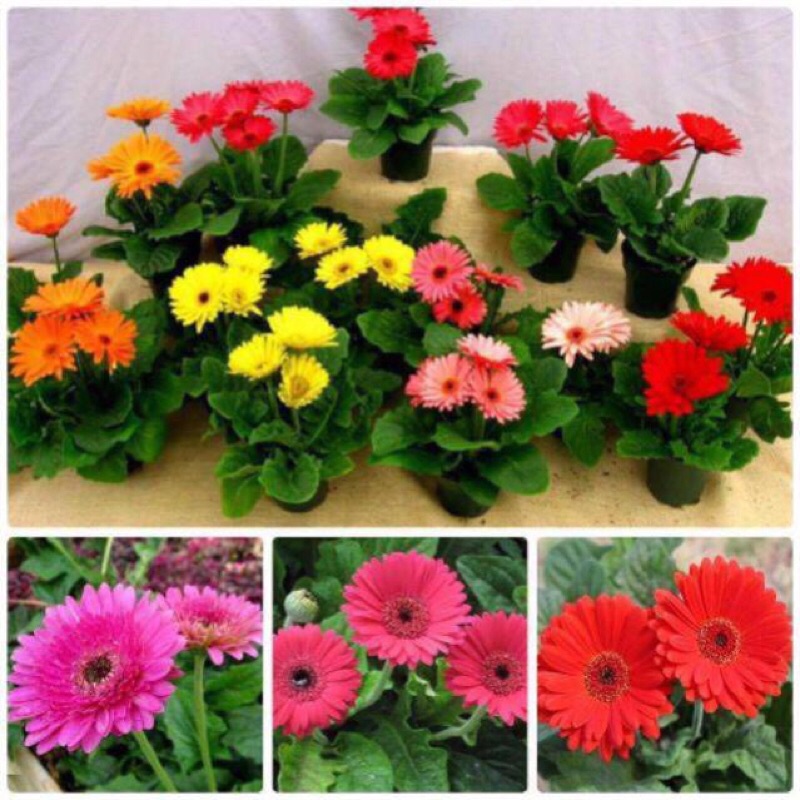 Giảm giá -  HẠT GIỐNG HOA ĐỒNG TIỀN MIX F1- Loài Hoa May Mắn, Nhiều Tài Lộc, hàng sẵn