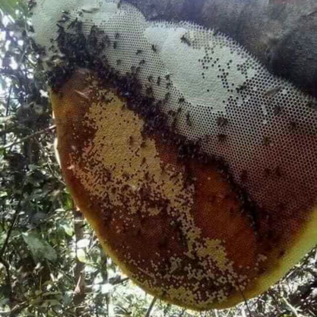 mật ong khoái (1kg )