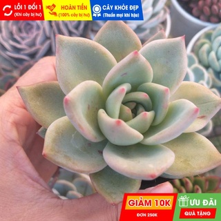 Sen đá pha lê đỏ, đã thuần khí hậu nóng, khoẻ đẹp, hoàn tiền khi cây bị hư hoặc lỗi