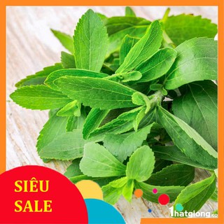 0.1g Hạt giống Cỏ ngọt (tặng gói kích nẩy mầm và hướng dẫn) VIETPHAT