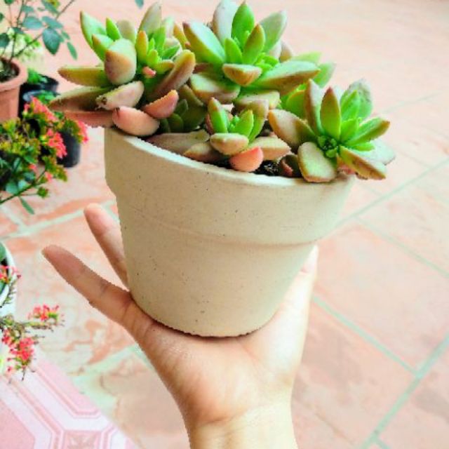 Combo 5 chậu đất nung trồng sen đá, xương rồng cây mini- size 7cm