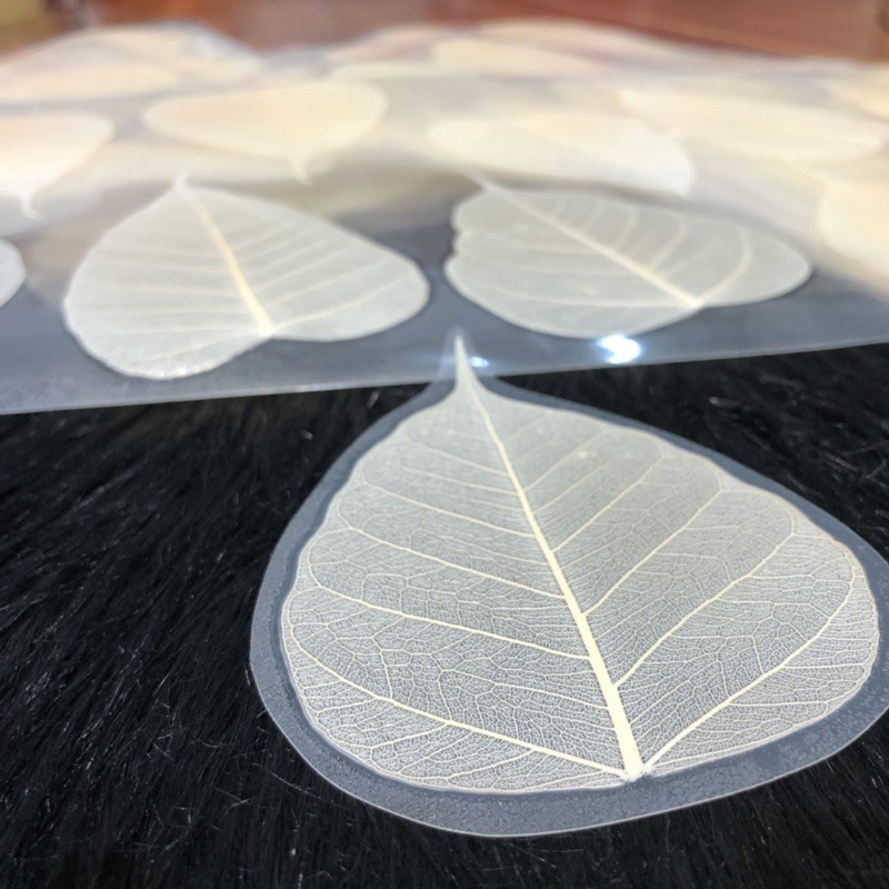 Lá Bồ Đề Trắng Tự Nhiên - mang lại may mắn, bình an | BigBuy360 - bigbuy360.vn