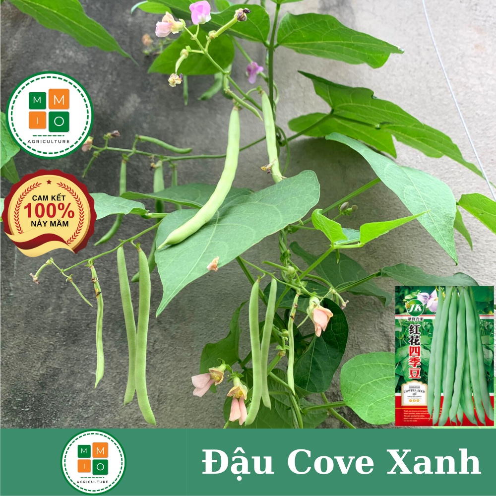 Hạt giống đậu cove Đài Loan siêu trái