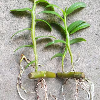 Phi điệp 5ct phú thọ