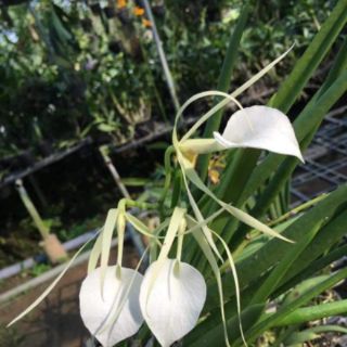 Hoa lan Brass( nữ hoàng bóng đêm)