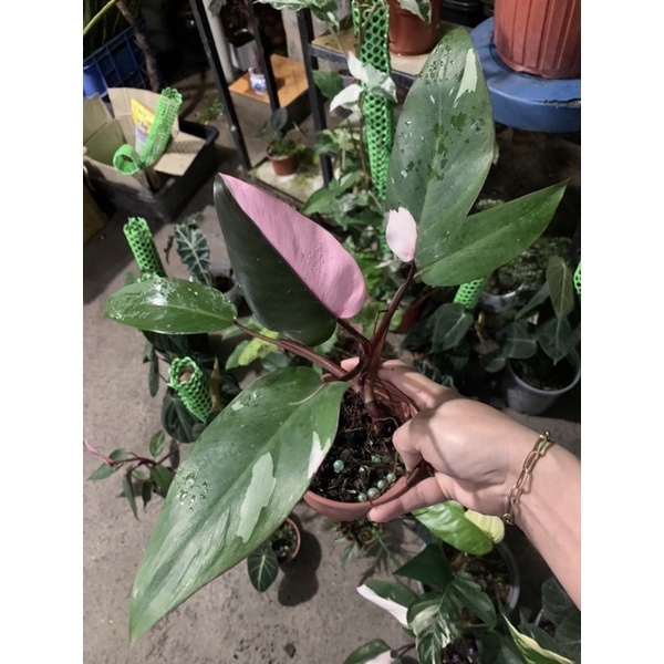 Cây Công Chúa Hồng - Philodendron pink princess  - Cây nhỏ,thuần,khoẻ,var mạnh.