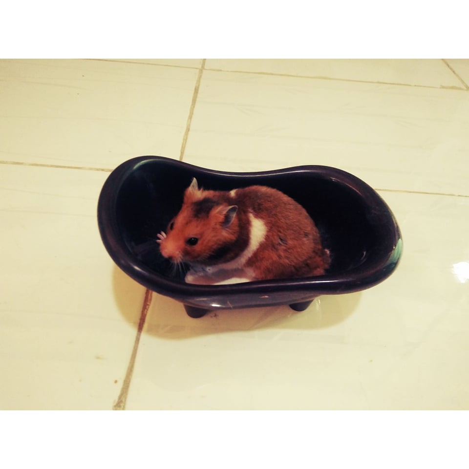 Bồn tắm nhựa cho hamster