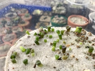 Hạt giống Lithops (Thạch Lan) Mix