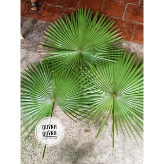 Lá cọ khô trang trí/decor