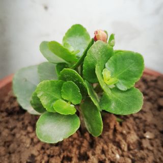 Cây giống sống đời hoa kép nhiều màu