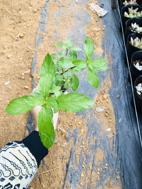 Bạc hà cay PEPPERMINT