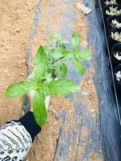 Bạc hà cay PEPPERMINT