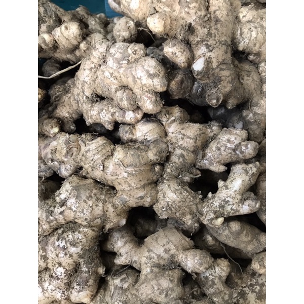 3kg gừng tươi Tây Bắc ruột vàng rất thơm và cay