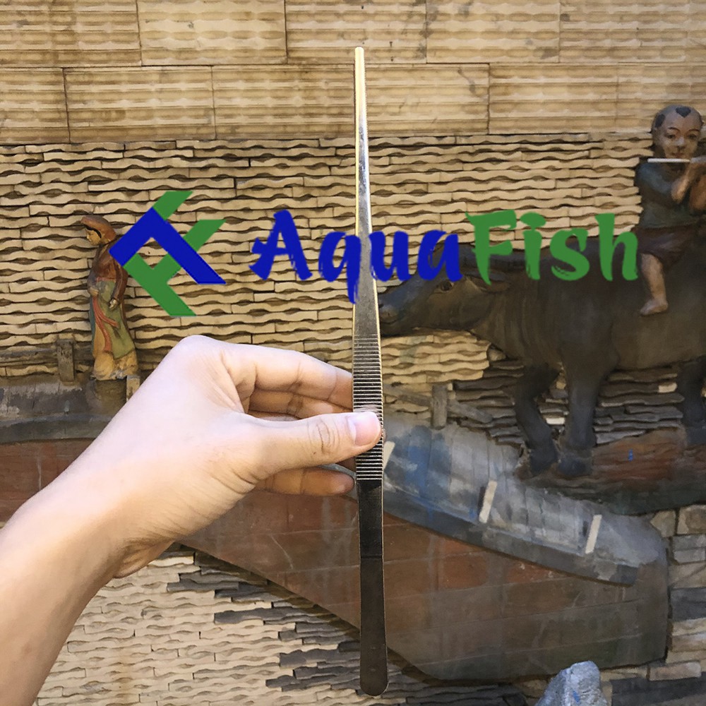 Kẹp Nhím Trồng Cây Thủy Sinh