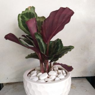 Cây đuôi công để bàn
