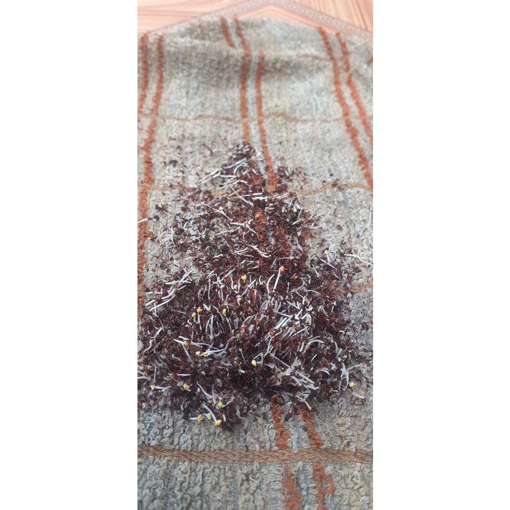 100 gram hạt bạch đàn trắng giống