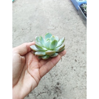 Sen đá mon Đà Lạt size 6,5-7cm