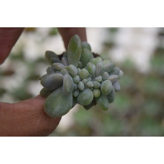 sen đá giọt lệ mini 2-4cm