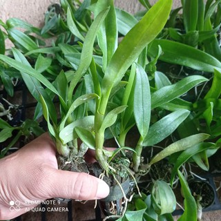 cây giống lan dendro hồng sọc