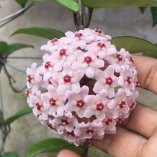 Cẩm cù hồng chậu lớn sắp hoa