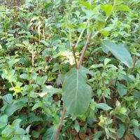 Cây giông tường vi