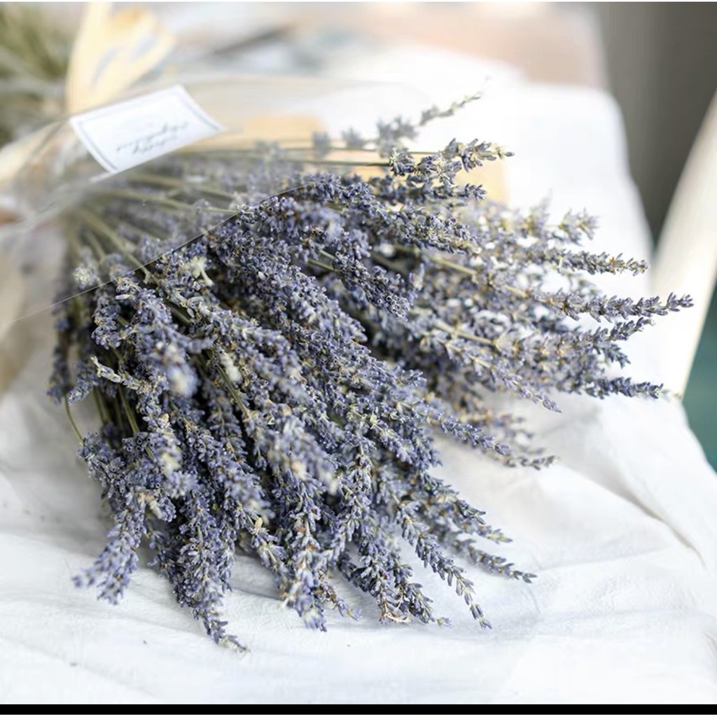 Hoa Lavender ❤️FREESHIP❤️Hoa Oải Hương Khô Decor Nhà Siêu Xinh