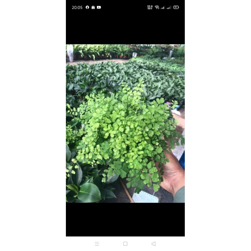 Câ tóc thần vệ nữ