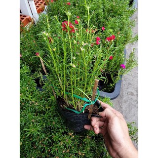 Chậu hoa 10 giờ mix nhiều màu