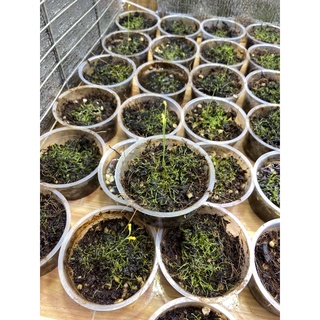 cỏ giấy bifida