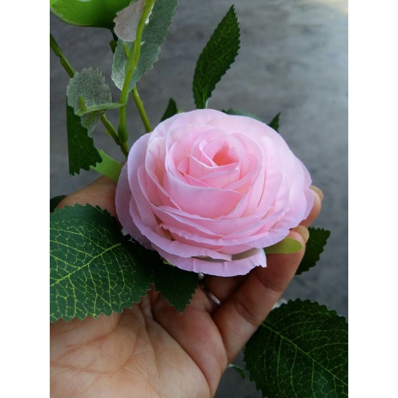 cây Hồng cao ~ 90 cm