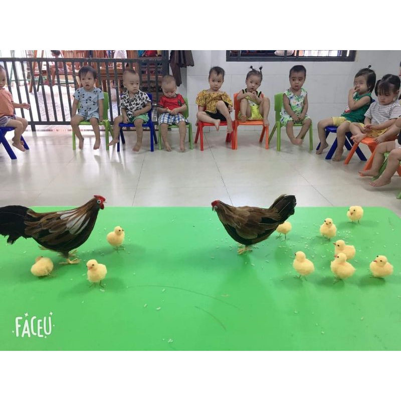 Mô hình đàn gà bằng xốp cho bé nhận biết