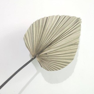 Lá cọ khô lá cọ khô tự nhiên trang trí, decor - mây tre