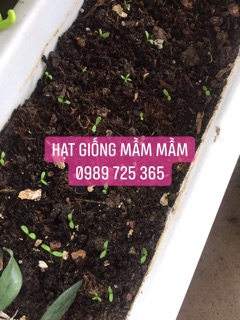 Hạt giống hoa cúc thân gỗ 50k/500 hạt