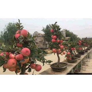 15 Hạt giống Táo lùn đỏ   