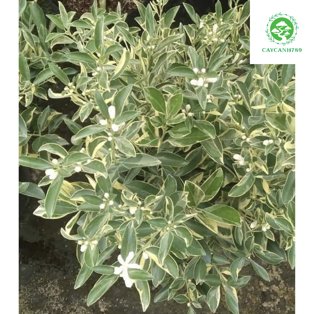 Cây quất  -cẩm thạch -cây tắc cao 40-50 cm.